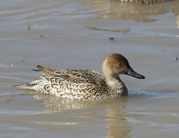 Northern Pintail f - New Mexico