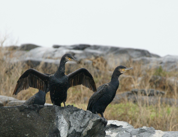 Great Cormorant - Maine
