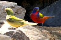 Painted Bunting - Texas