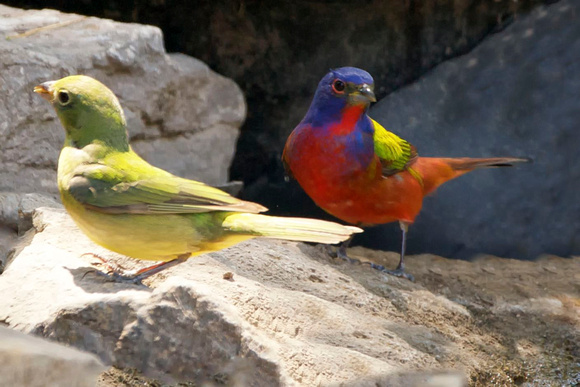 Painted Bunting - Texas