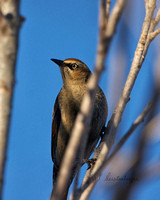 Rusty Blackbird - Maine