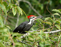 PIleated Woodpecker - Maine
