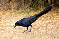 Great-tailed Grackle -  Texas