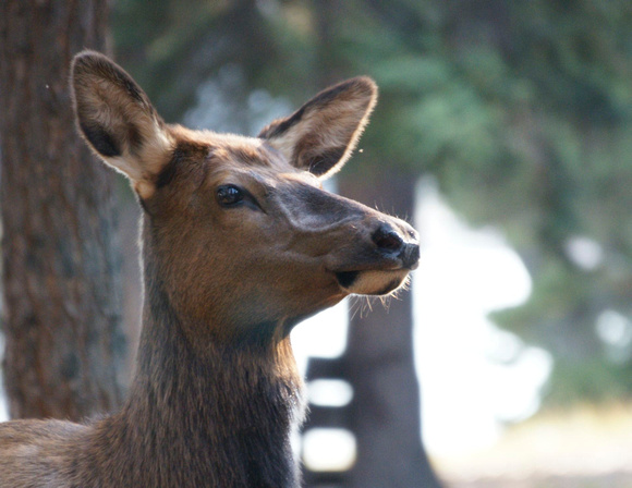 Elk (f) - Alberta