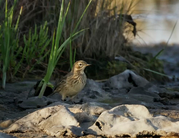 American Pipit - Maine