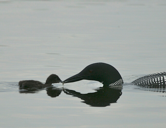 Common Loon - Maine