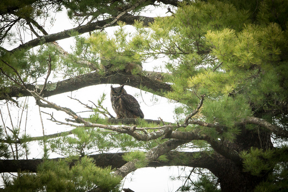 Great Horned Owl - Maine