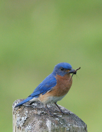 Eastern Bluebird - Maine