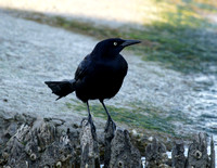 Boat-tailed Grackle - Texas