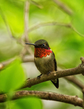 Ruby-throated Hummingbird - Maine