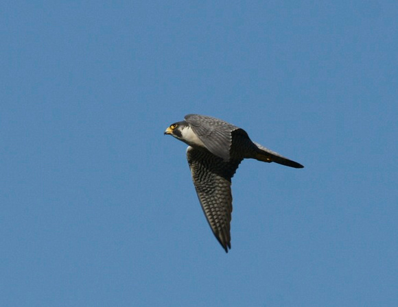 Peregrine Falcon - Maine