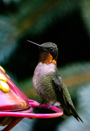 Ruby-throated Hummingbird  8/20/22