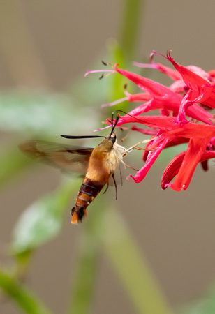 Snowberry Clearwing Moth  9/26/21