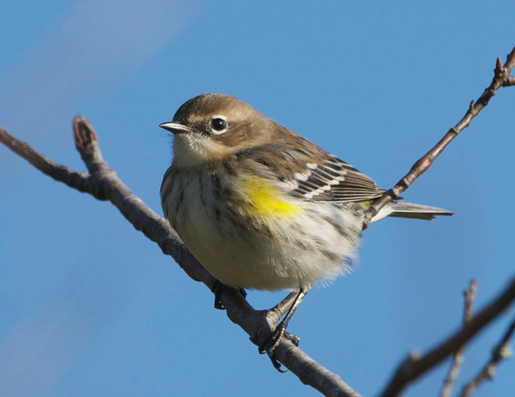 Yellow-rumped Warbler (j) - Maine
