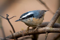 Red-breasted Nuthatch - Maine