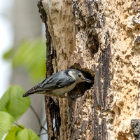 White-breasted Nuthatch - Maine