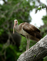 White Ibis (j) - Florida