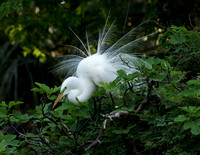 Great Egret - Florida