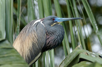 Tri-colored Heron - Florida