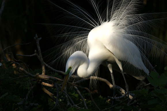 Great Egret - Florida
