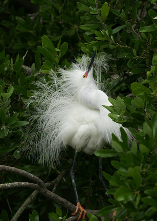 Snowy Egret - Florida