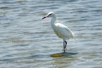 Reddish Egret (white morph) - Texas