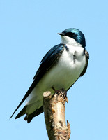 Tree Swallow - Maine