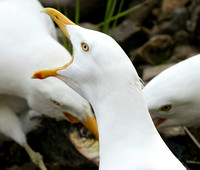 Herring Gull - Maine
