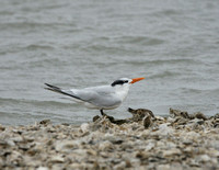 Royal Tern - Texas