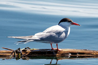 Common Tern - Maine
