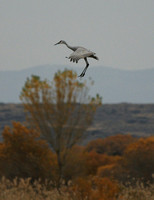 Sandhill Crane - New Mexico