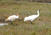 Whooping Crane (adult and juv.) - Texas