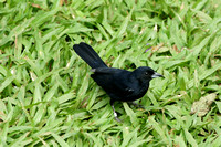 White-lined Tanager (M)