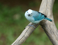 Blue-gray Tanager (M)