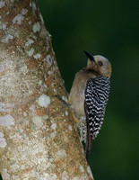 Hoffmann's Woodpecker (F)