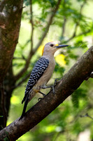 Golden-fronted Woodpecker - Texas