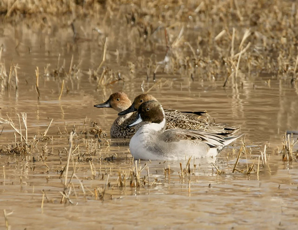 Northern Pintail - New Mexico