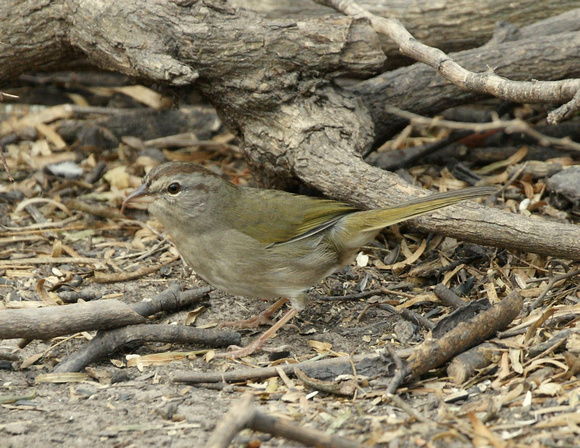 Olive Sparrow - Texas