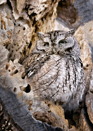Eastern Screech-Owl - Massachusetts