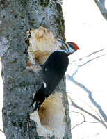 Pileated Woodpecker - Maine