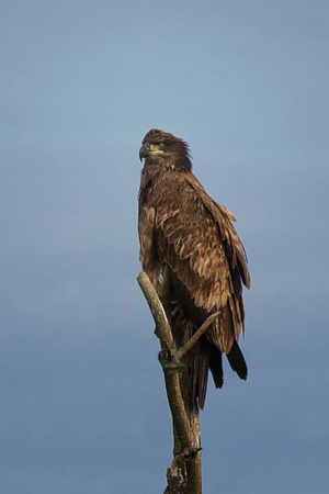 Bald Eagle (Juv) - Maine