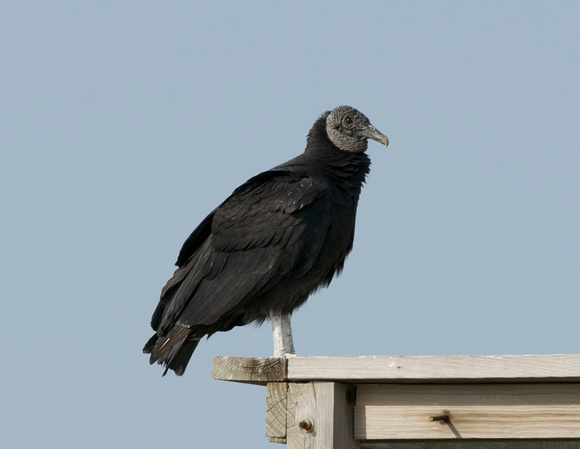 Black Vulture - Texas
