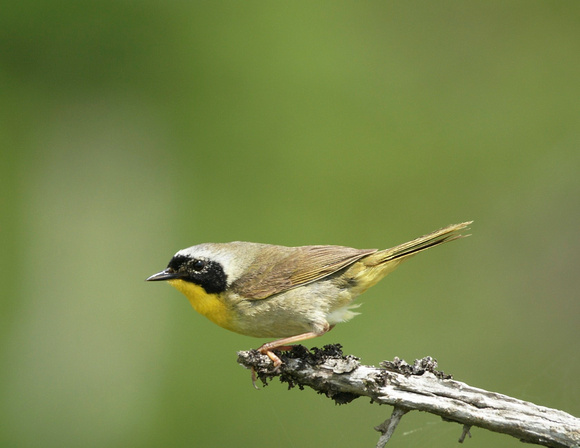 Common Yellowthroat - Maine
