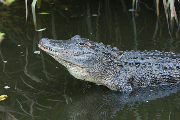 Alligator - Florida