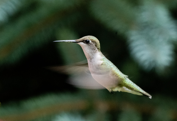 Ruby-throated Hummingbird 8/26/22
