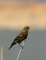 Red-winged Blackbird - Texas