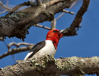 Red-headed Woodpecker - Maine