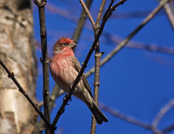 House Finch - Maine