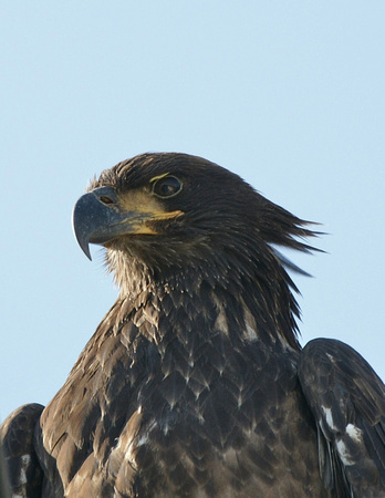 Bald Eagle - Maine
