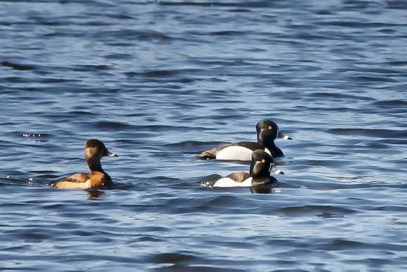 Ring-necked Duck - Maine